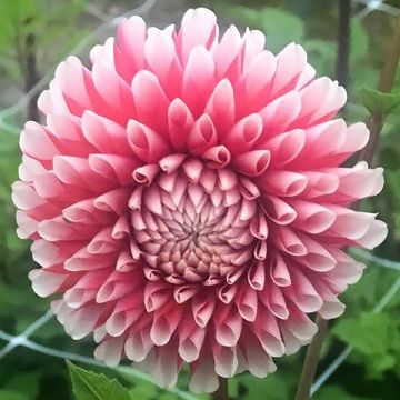 Dahlia balle Chimacum Luke