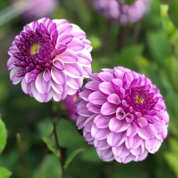 Dahlia balle Colombus