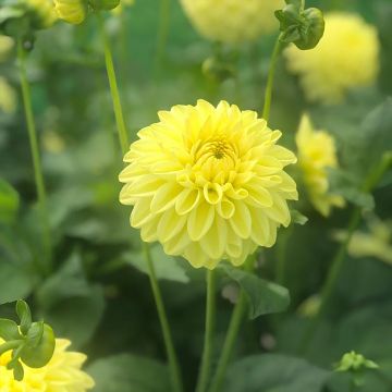 Dahlia balle Golden Eye