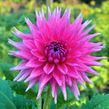 Dahlia semi cactus Fired Up