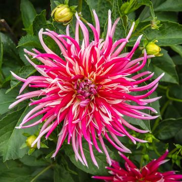 Dahlia cactus Samouraï