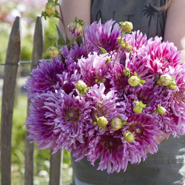 Dahlia cactus Samouraï