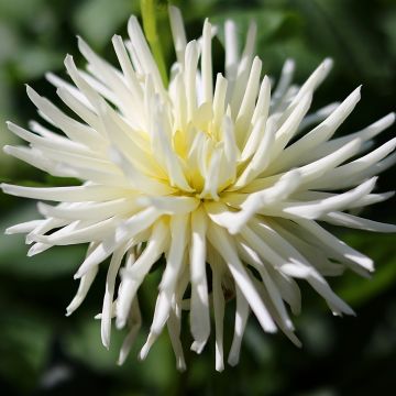 Dahlia Cactus Nain Playa Blanca