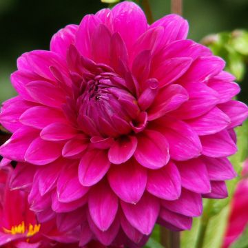 Dahlia camélia Berner Oberland