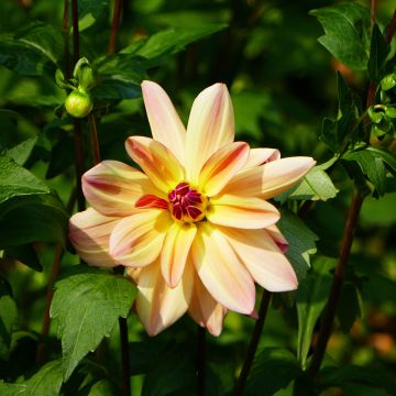 Dahlia Happy Butterfly