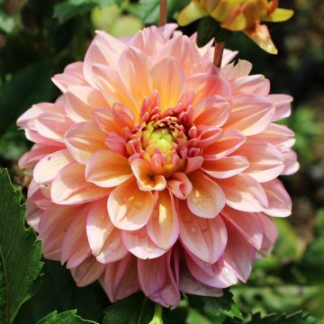 Dahlia camélia Milena Fleur