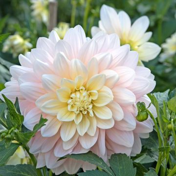 Dahlia Silver Years