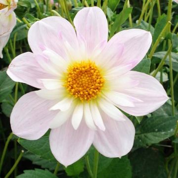Dahlia collerette Teesbrooke Audrey