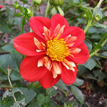 Dahlia collerette Alstergruss
