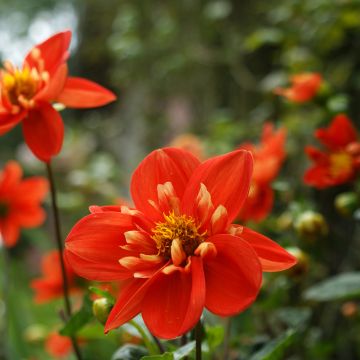 Dahlia collerette Alstergruss