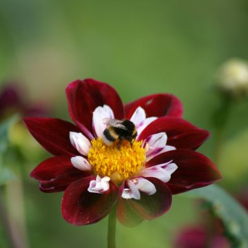 Dahlia Collerette Impression Fantastico - Dahlia nain à collerette