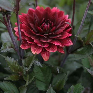 Dahlia décoratif After Dusk