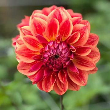 Dahlia décoratif All That Jazz 