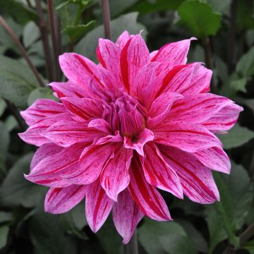 Dahlia décoratif Babylon Lila Gevlamd