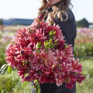 Dahlia décoratif Dutch Delight