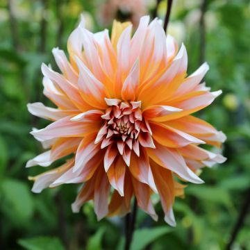 Dahlia décoratif Hans Auinger