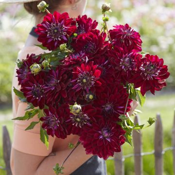 Dahlia décoratif à petites fleurs King Arthur