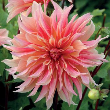 Dahlia décoratif Labyrinth