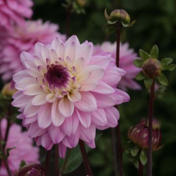 Dahlia décoratif  Luka Johanna