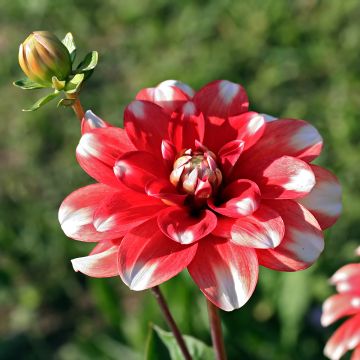 Dahlia décoratif Nagano