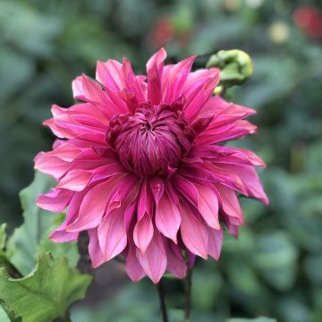 Dahlia décoratif Penhill Dark Monarch