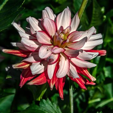Dahlia décoratif Short Track