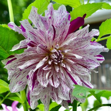 Dahlia décoratif à grandes fleurs Taiheiyo
