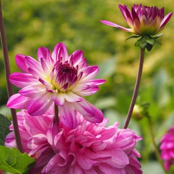 Dahlia décoratif à petites fleurs Saint Martin