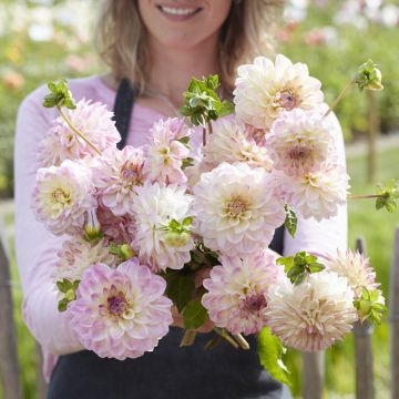 Dahlia décoratif à petites fleurs Sturm Kika