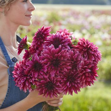 Dahlia décoratif Erna Panzer