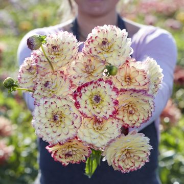 Dahlia décoratif Erna Panzer