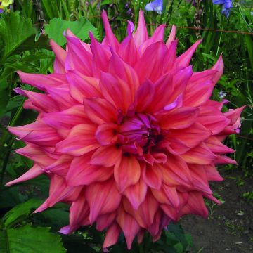 Dahlia géant Café au Lait rosé