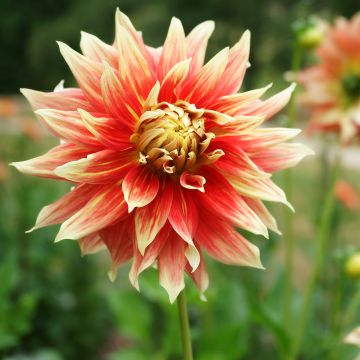 Dahlia géant Bodacious