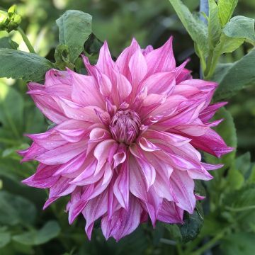 Dahlia géant Café au Lait rosé