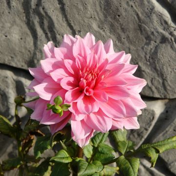 Dahlia géant Otto s Thrill