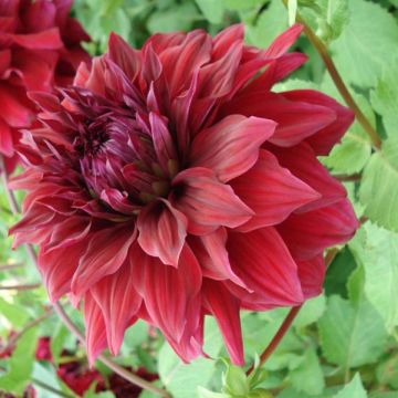 Dahlia géant Spartacus
