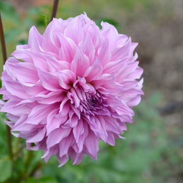 Dahlia géant Vassio Meggos - Dahlia décoratif géant lavande