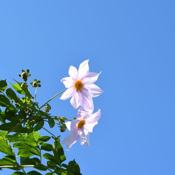 Dahlia imperialis White - Dahlia impérial