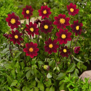 Dahlia nain Topmix Purple