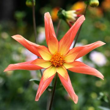 Dahlia Honka Izarra