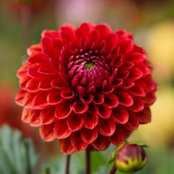 Dahlia pompon Nescio