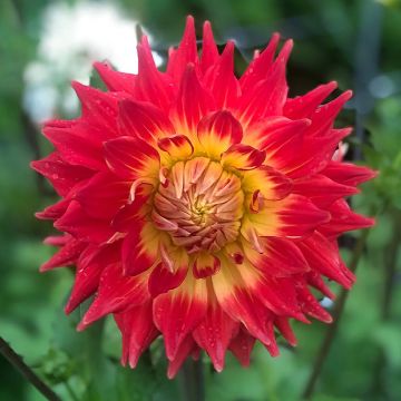 Dahlia semi cactus Fired Up