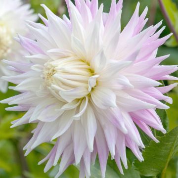 Dahlia semi cactus Kiev