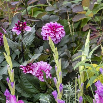 Dahlia Dalina® Maxi Bonita - Dahlia des Jardins double