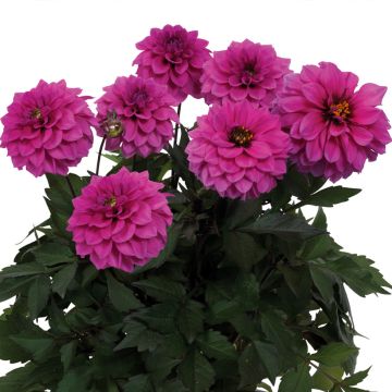 Dahlia Dalina® Maxi Bonita - Dahlia des Jardins double