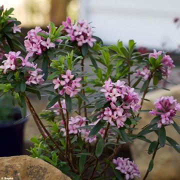 Daphne x transatlantica Pink Fragrance