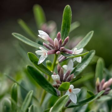 Daphne x transatlantica Eternal Fragrance