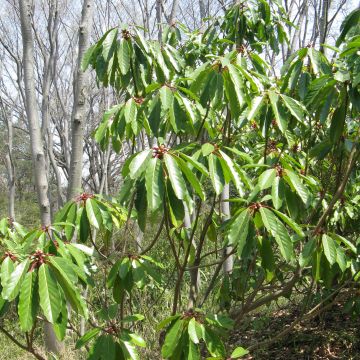 Daphniphyllum himalayense macropodum