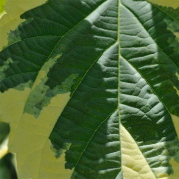 Arbre aux mouchoirs panaché - Davidia involucrata Lady Sunshine