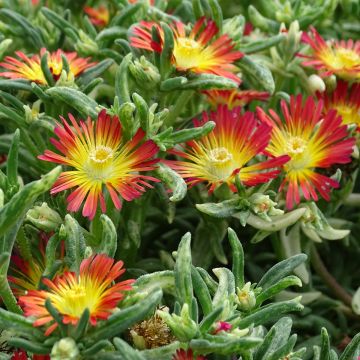 asiatique jardinier est travail à l'intérieur le serre plein de cactus les  plantes collection tandis que propagation par fleur pollinisation pour la  graine en utilisant petit peindre brosse dans ornemental jardin et